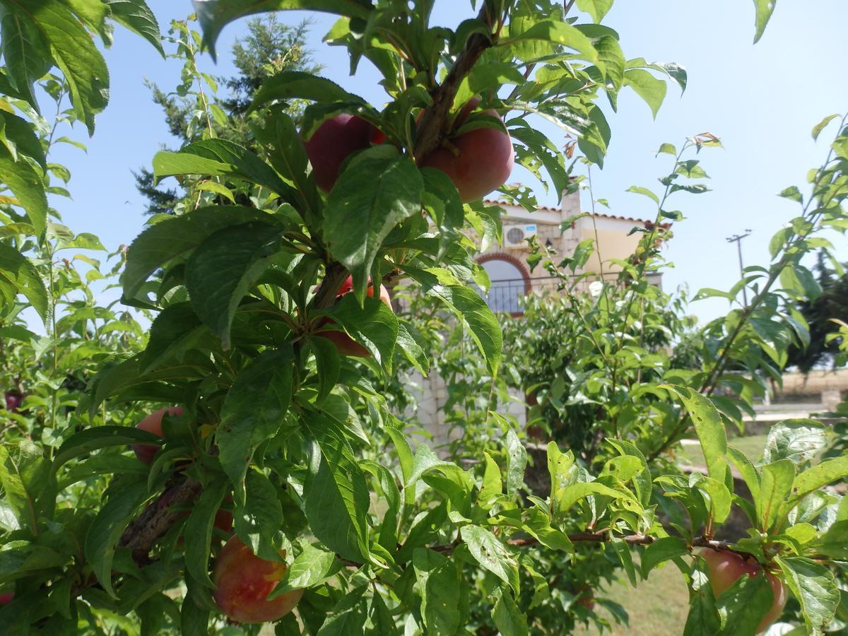 Villa George 아피토스 외부 사진